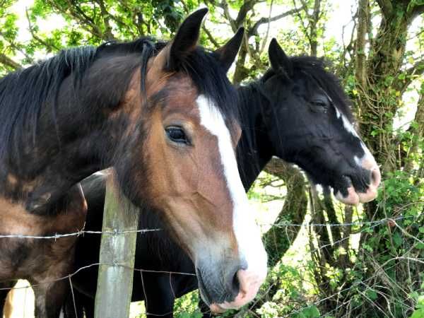 Horses in paddock at Blaen Cedi Farm